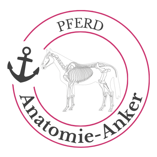 Anatomie anker pferd